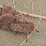 Orthosia cruda - Mora dubová 052424