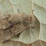 Orthosia cruda - Mora dubová 085155