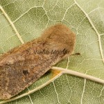 Orthosia cruda - Mora dubová 131740