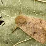 Orthosia cruda - Mora dubová 132721