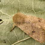 Orthosia cruda - Mora dubová 134155