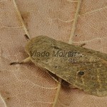 Orthosia cruda - Mora dubová 141845