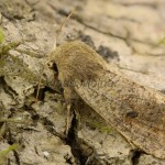 Orthosia cruda - Mora dubová 17-01-37