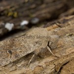 Orthosia cruda - Mora dubová 170606