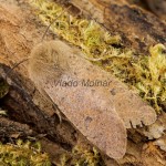 Orthosia cruda - Mora dubová 172452