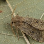 Orthosia cruda - Mora dubová 173755