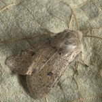 Orthosia cruda - Mora dubová 18-20-43