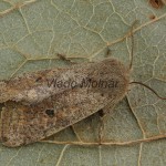 Orthosia cruda - Mora dubová 180141