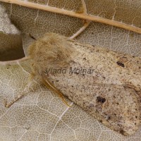 Orthosia cruda - Mora dubová 185105