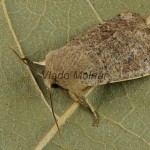 Orthosia cruda - Mora dubová 192614