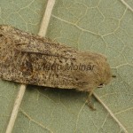 Orthosia cruda - Mora dubová 200829