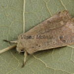 Orthosia cruda - Mora dubová 203830