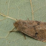 Orthosia cruda - Mora dubová 205320