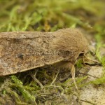 Orthosia cruda - Mora dubová 21-43-48