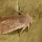 Orthosia cruda - Mora dubová 21-45-30