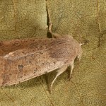 Orthosia cruda - Mora dubová 21-45-30