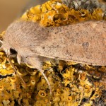 Orthosia cruda - Mora dubová 21-46-56