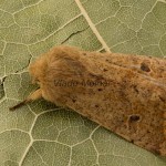 Orthosia cruda - Mora dubová 211916