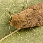 Orthosia cruda - Mora dubová 233527