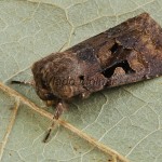 Orthosia gothica - Mora ovocná 084348