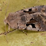 Orthosia gothica - Mora ovocná 14-11-01