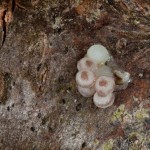 Orthosia gothica - Mora ovocná 15-37-50