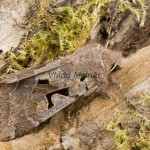 Orthosia gothica - Mora ovocná 163848