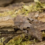 Orthosia gothica - Mora ovocná 164047