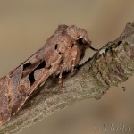 Orthosia gothica - Mora ovocná 18-20-47