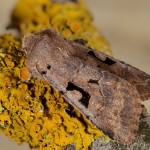 Orthosia gothica - Mora ovocná 18-22-02