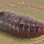 Orthosia gothica - Mora ovocná 18-26-12