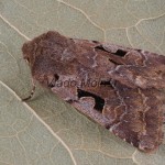 Orthosia gothica - Mora ovocná 182824