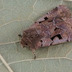 Orthosia gothica - Mora ovocná 183325