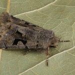 Orthosia gothica - Mora ovocná 185807