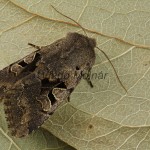 Orthosia gothica - Mora ovocná 193501