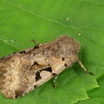 Orthosia gothica - Mora ovocná 20-41-24