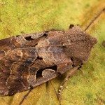 Orthosia gothica - Mora ovocná 20-52-00