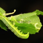 Orthosia gothica - Mora ovocná 20-59-16