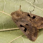 Orthosia gothica - Mora ovocná 203548