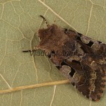 Orthosia gothica - Mora ovocná 210431