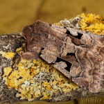 Orthosia gothica - Mora ovocná 23-41-29