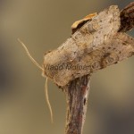 Orthosia incerta - Mora jarná 083050