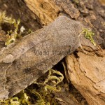 Orthosia incerta - Mora jarná 114903