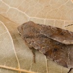 Orthosia incerta - Mora jarná 133417