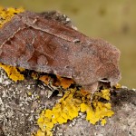 Orthosia incerta - Mora jarná 14-14-02