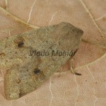 Orthosia incerta - Mora jarná 162524