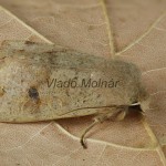 Orthosia incerta - Mora jarná 164402