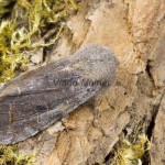 Orthosia incerta - Mora jarná 164627