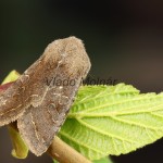 Orthosia incerta - Mora jarná 17-19-13