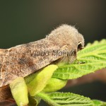 Orthosia incerta - Mora jarná 17-30-20